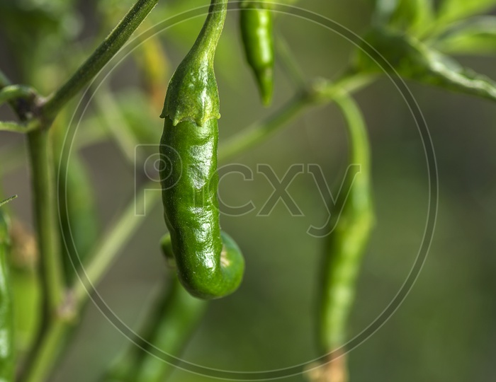 Green Organic Chili Pepper Growing on Plants In an Organic Farm Or Agricultural Farm