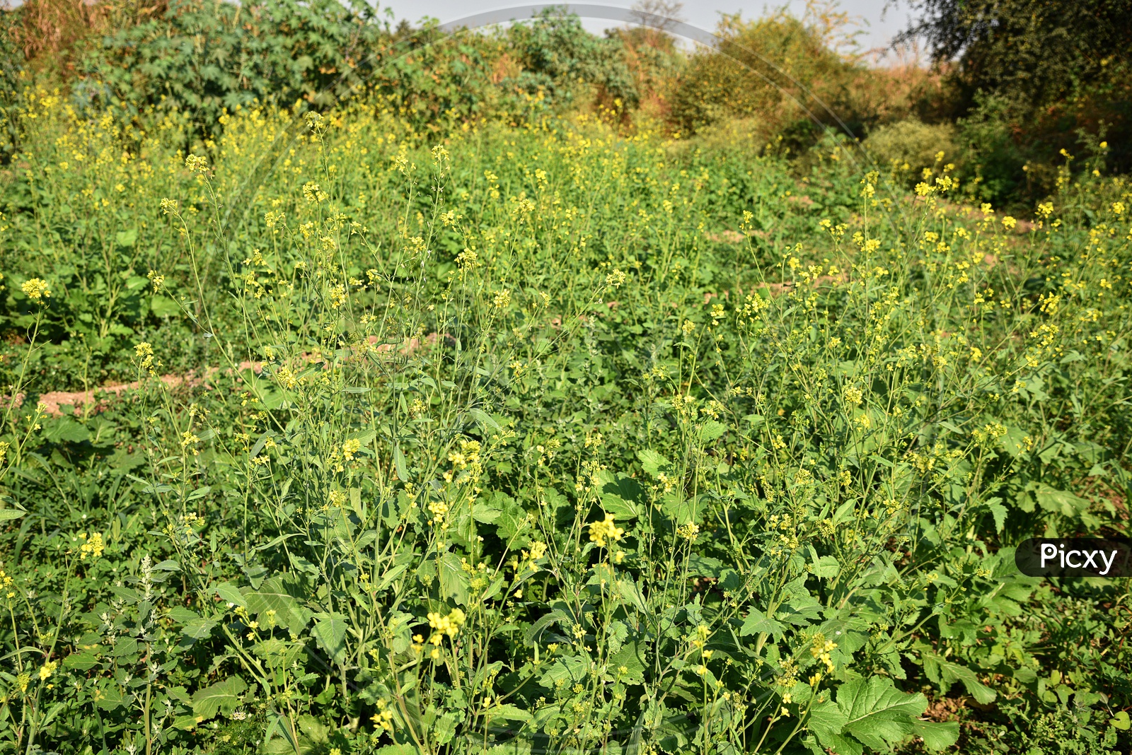 Freshly Growing Green Mustard pods Along With Flowers  On the Plants In an Agricultural Field