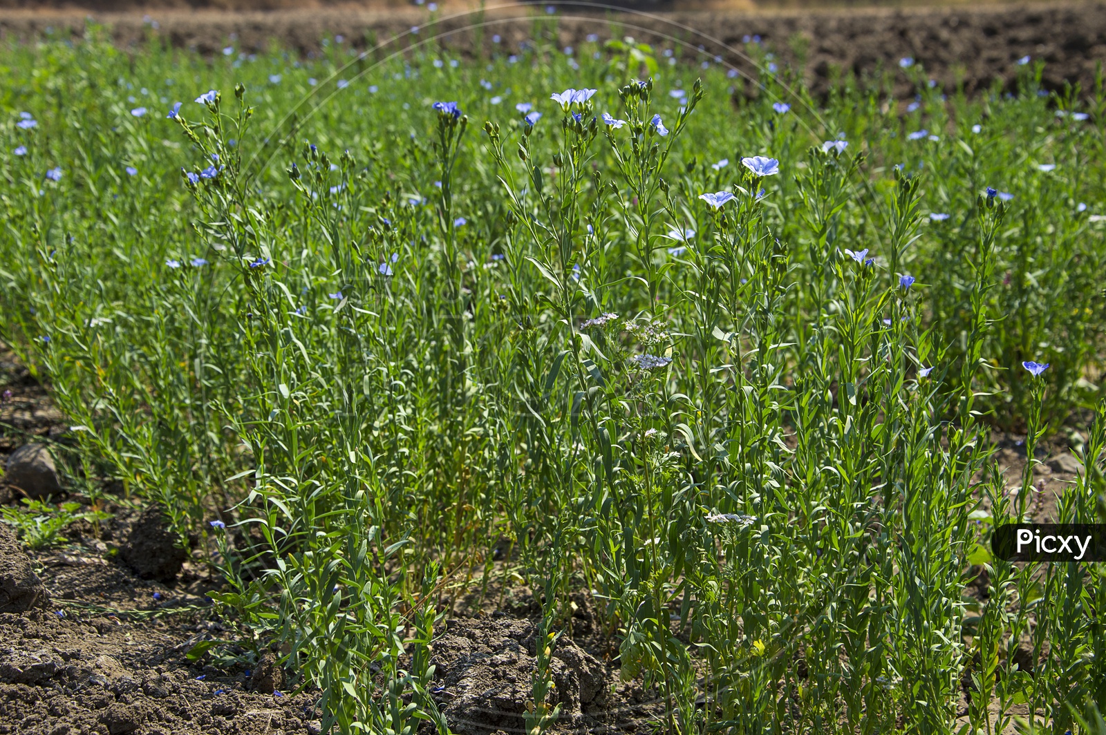 Freshly Growing  Green Flax Seeds Plants In an Agricultural Farm