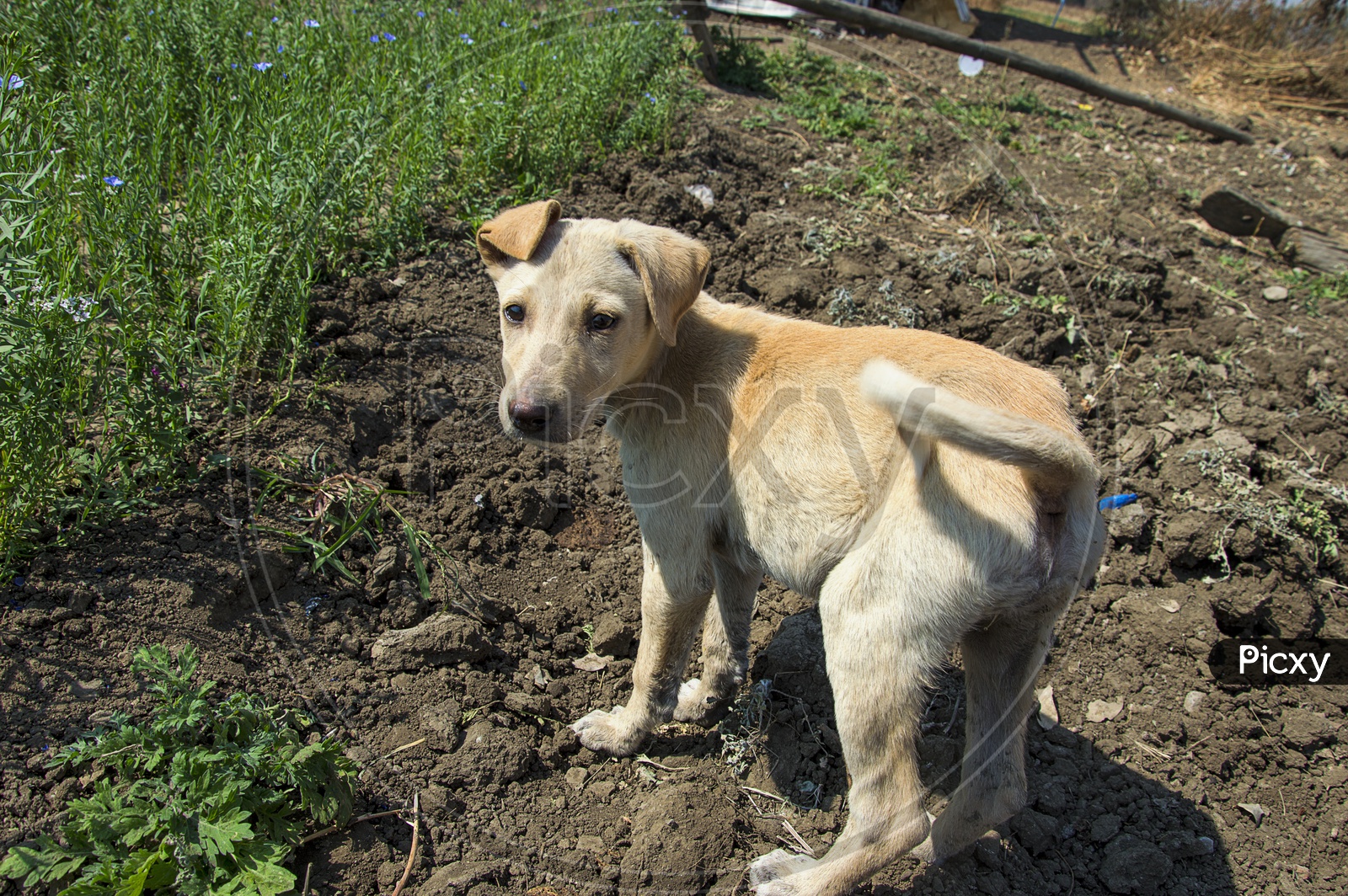 A Cute Puppy or Dog In an Agricultural Field