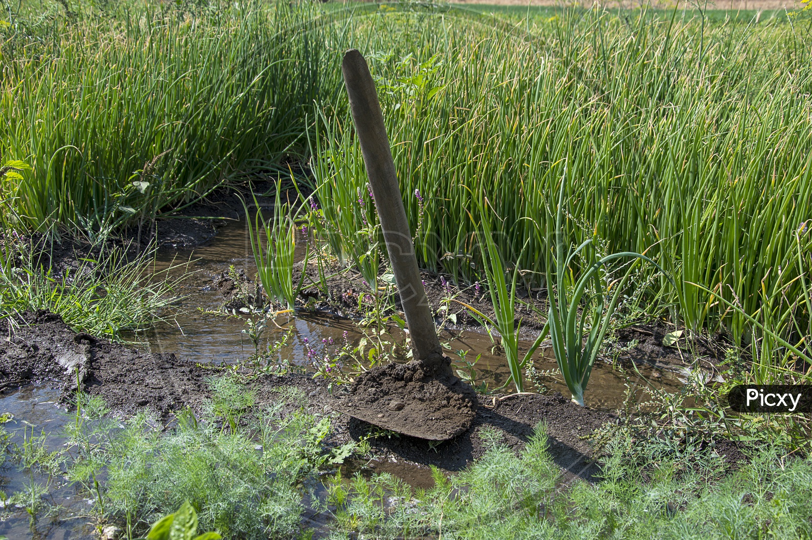 Gardening Tool Hoe For Digging In a Onion Farm