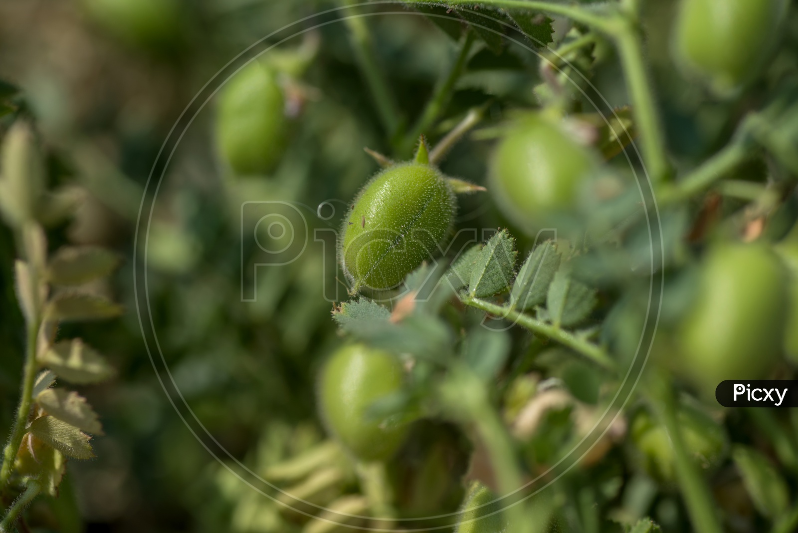 Chickpeas Pods On Green Young Plants  Growing In an Agricultural Farm