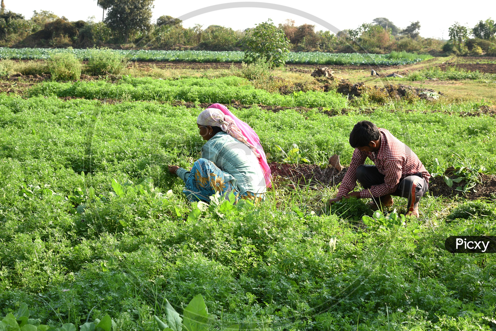 Image of Indian Farm Workers Working In a Coriander Farm And Holding
