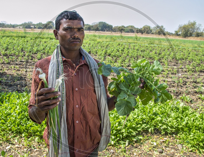 An Indian Farmer With Freshly Picked Radish Or Moolee Or Mullangi in Hands In an Organic Farm