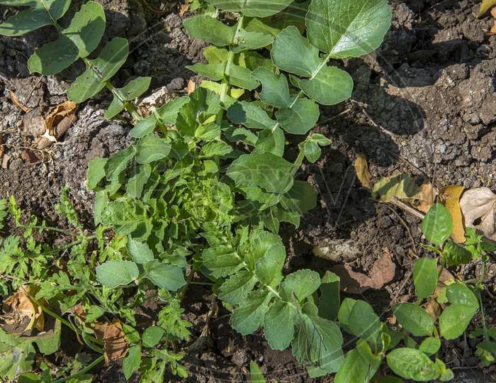 Freshly Growing Radish Or Moolee Or Mullangi in an Organic Farm