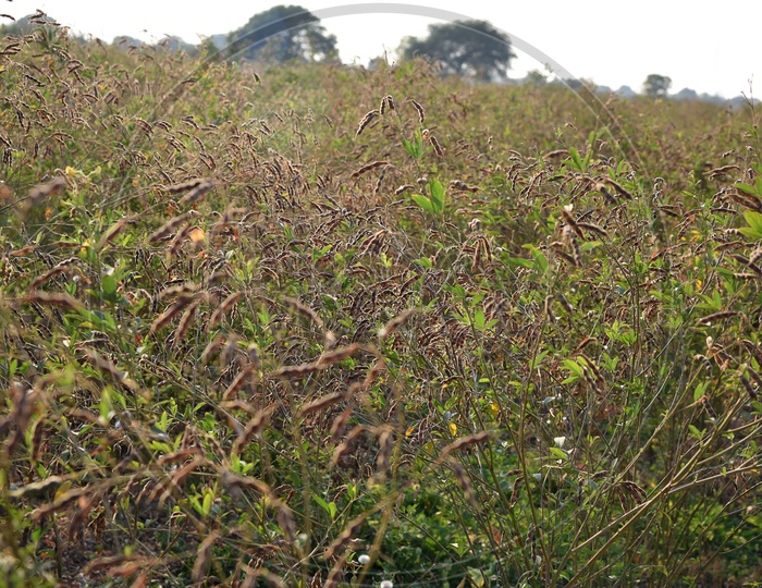 Freshly Growing Pigeon Pea Crop In an Agricultural Farm