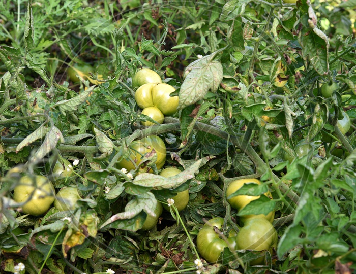 Fresh Tomatoes Growing On Plants In an Tomato Organic Farm