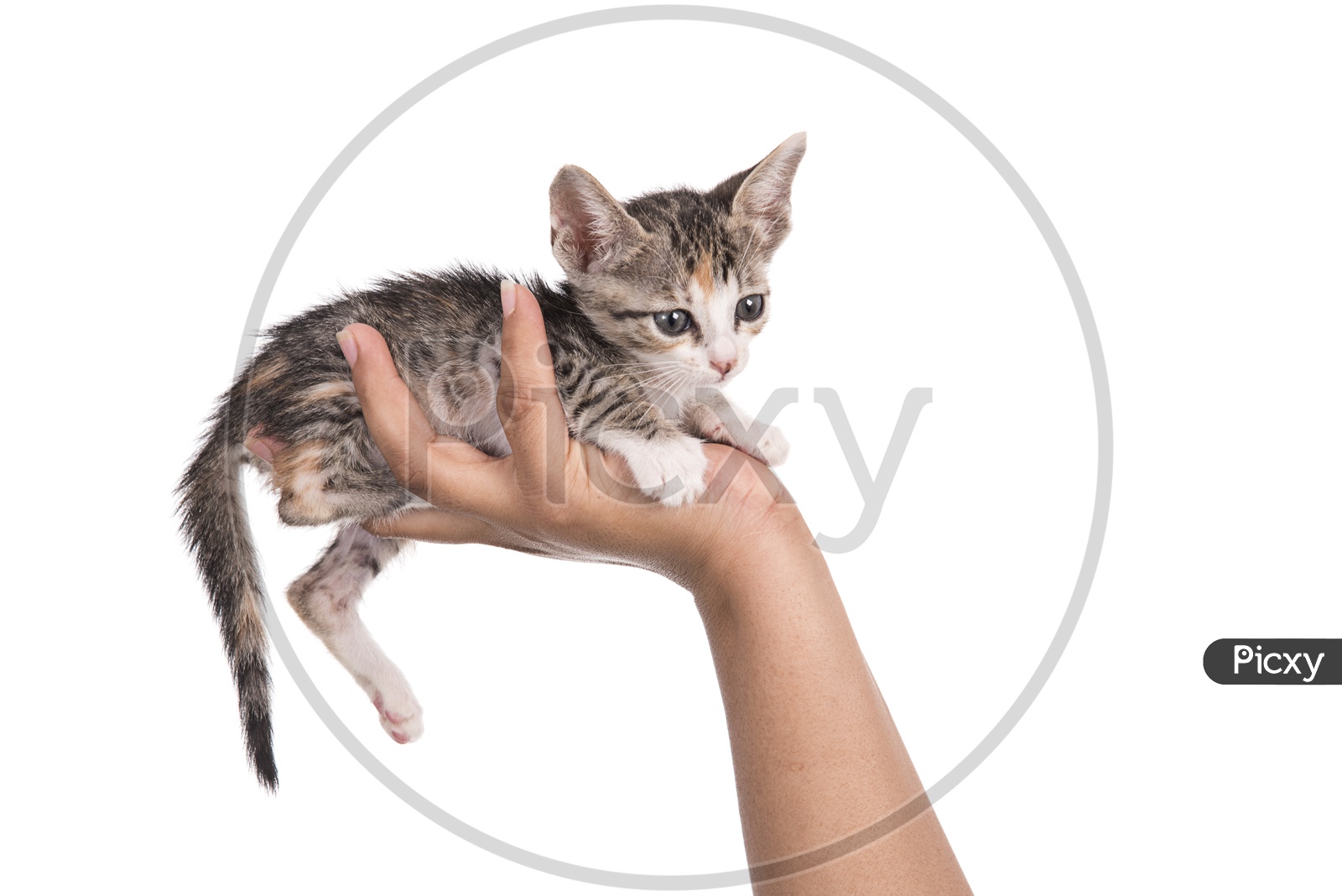 Cat Holding In a Hand Closeup  on an Isolated White Background