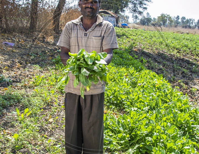 A Farmer Holding The Fresh Bunch of Green Spinach Leaves in an Agricultural Farm