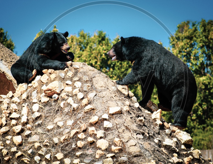 Black Bear On Stones