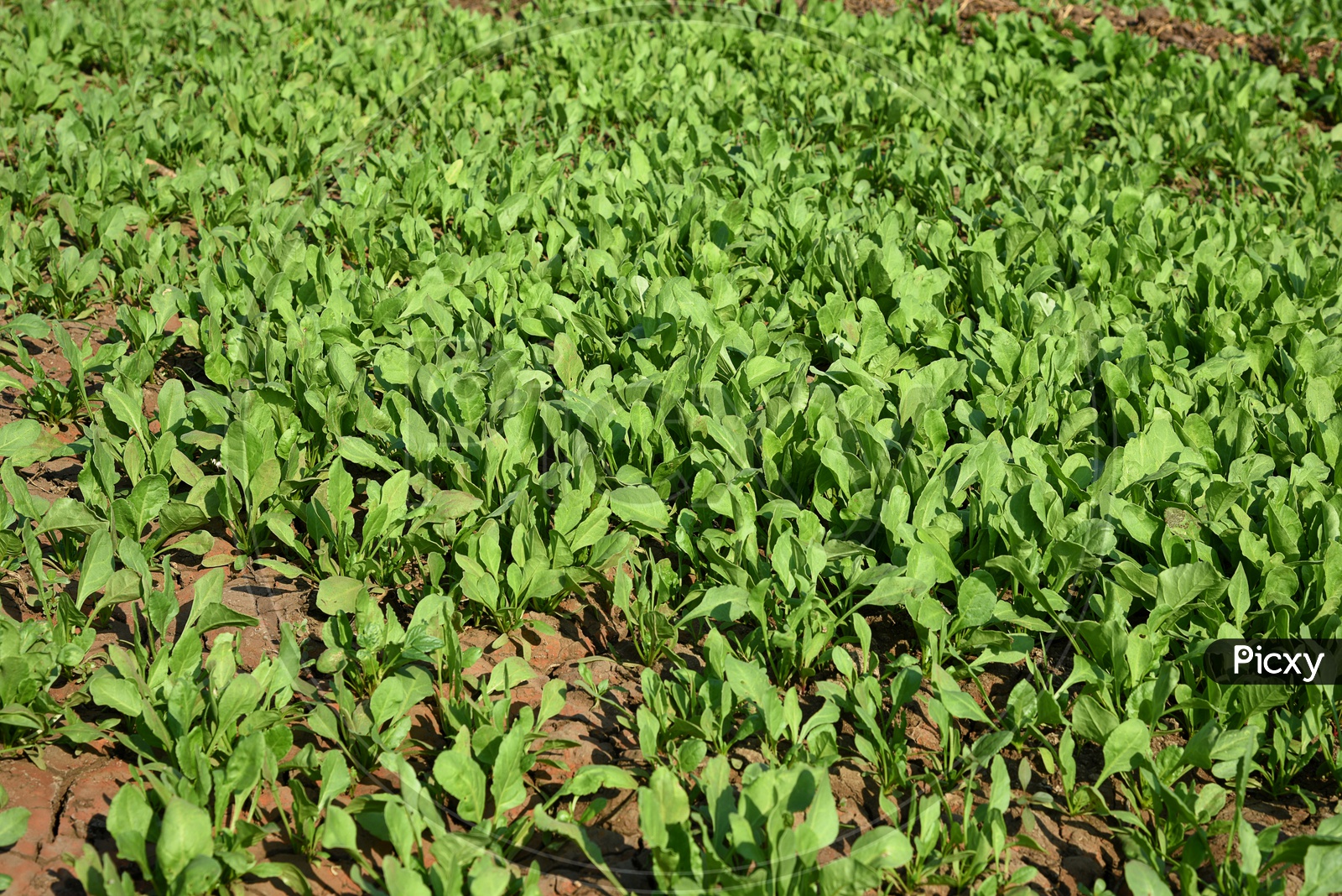 Fresh Green Leaves Growing In an Agricultural Farm