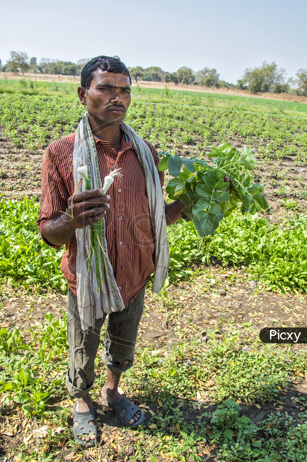 An Indian Farmer With Freshly Picked Radish Or Moolee Or Mullangi in Hands In an Organic Farm