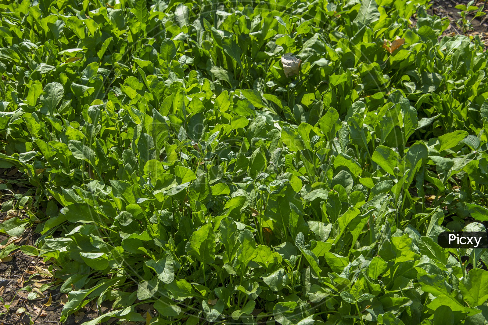 Fresh Green Spinach Leaves Growing In an Agricultural Farm