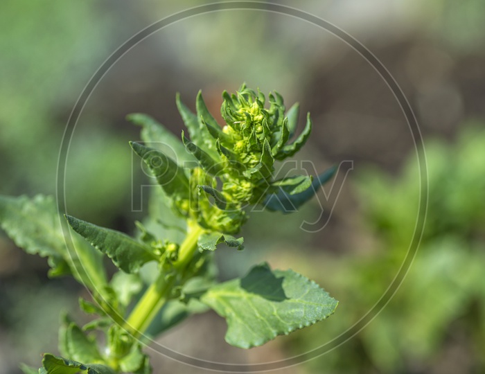 Weed Plants Growing In Between The Crop In an Agricultural Farm