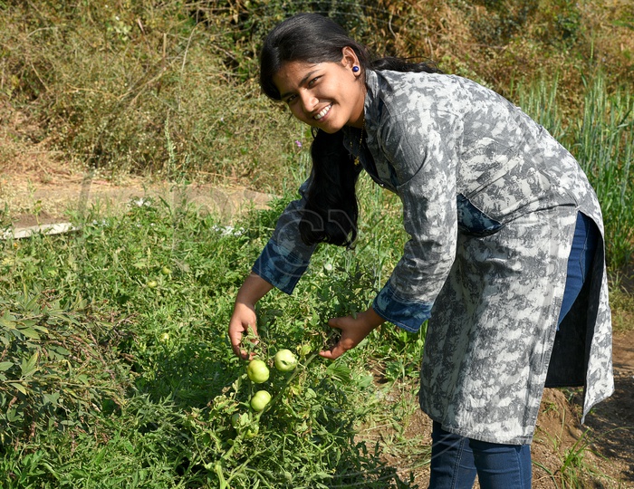 A Young Indian Woman Picking Organic Tomatoes From an Agricultural Farm