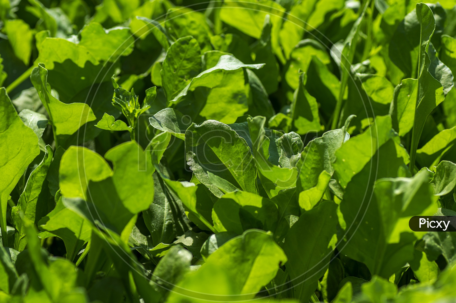 Fresh Green Spinach Leaves Growing In an Agricultural Farm