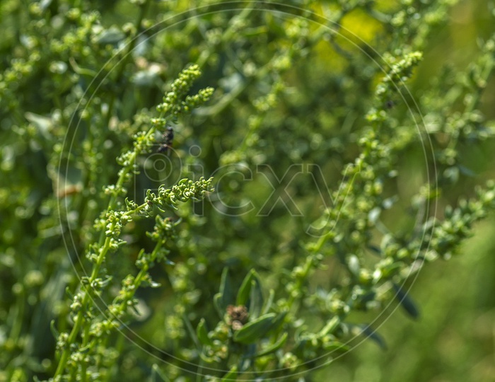 Weed Plants In Between The Crops In an Agricultural Farm