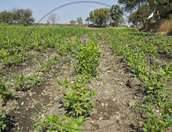 Soya Beans Plants Growing In an Agricultural Farm