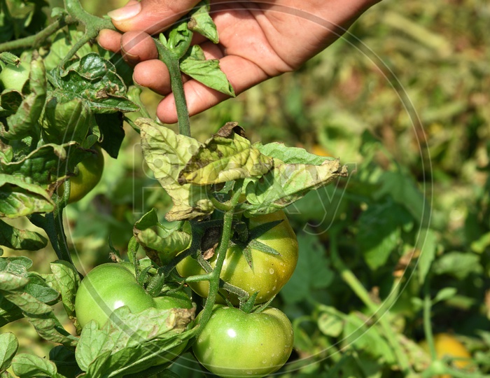 A Young Indian Woman Picking   Hands Closeup of  Organic Tomatoes From an Agricultural Farm