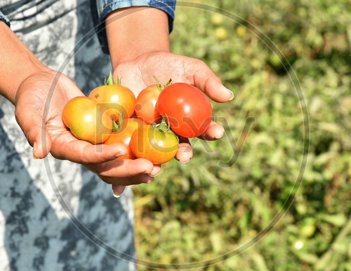 A Young Indian Woman Picking Organic Tomatoes From an Agricultural Farm