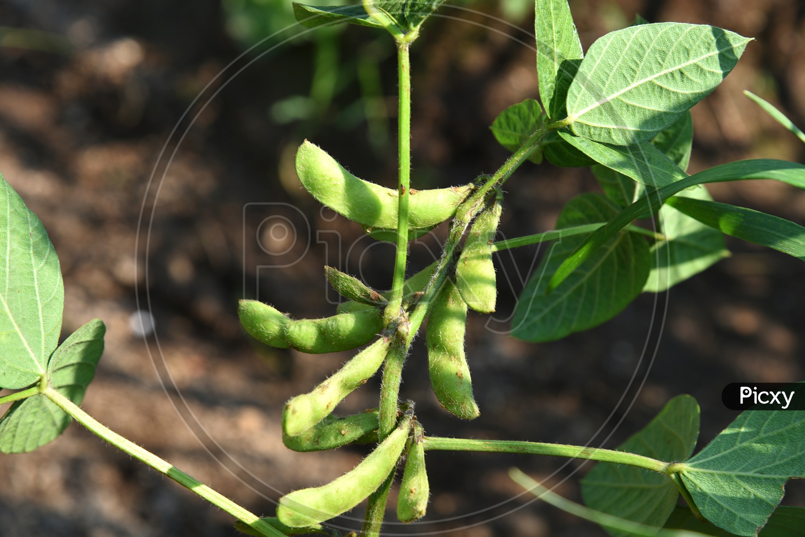 Soya Beans Growing On Plants In an Agricultural Farm