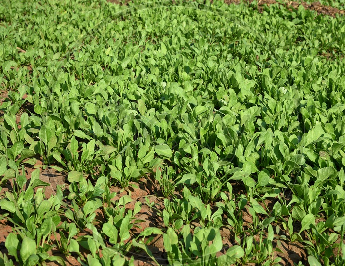 Fresh Green Leaves Growing In an Agricultural Farm