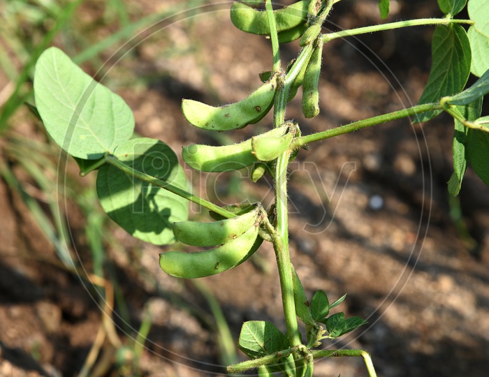Soya Beans Growing On Plants In an Agricultural Farm