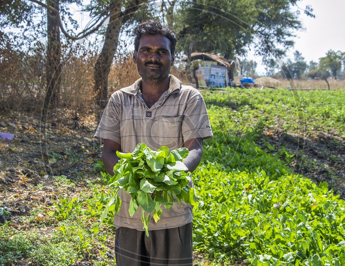A Farmer Holding The Fresh Bunch of Green Spinach Leaves in an Agricultural Farm
