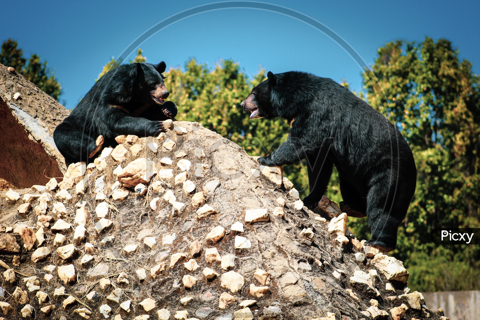 Black Bear On Stones