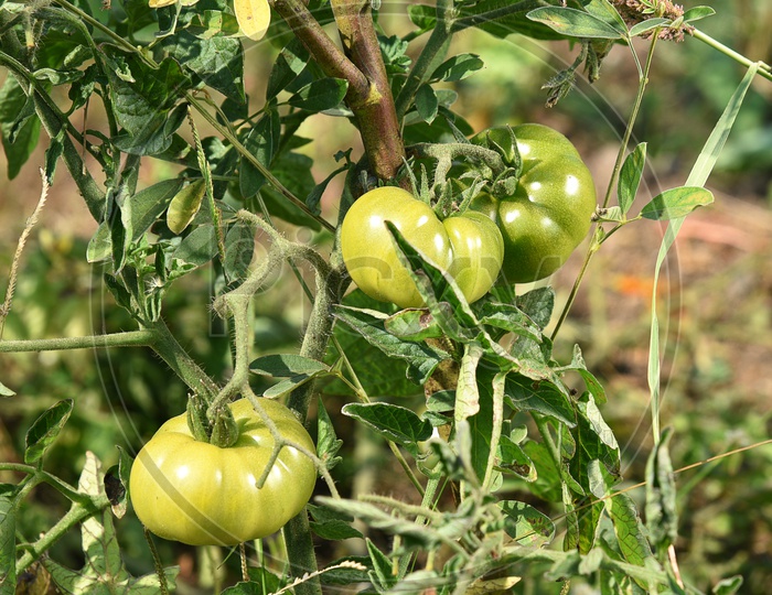 Fresh Tomatoes Growing On Plants In an Tomato Organic Farm