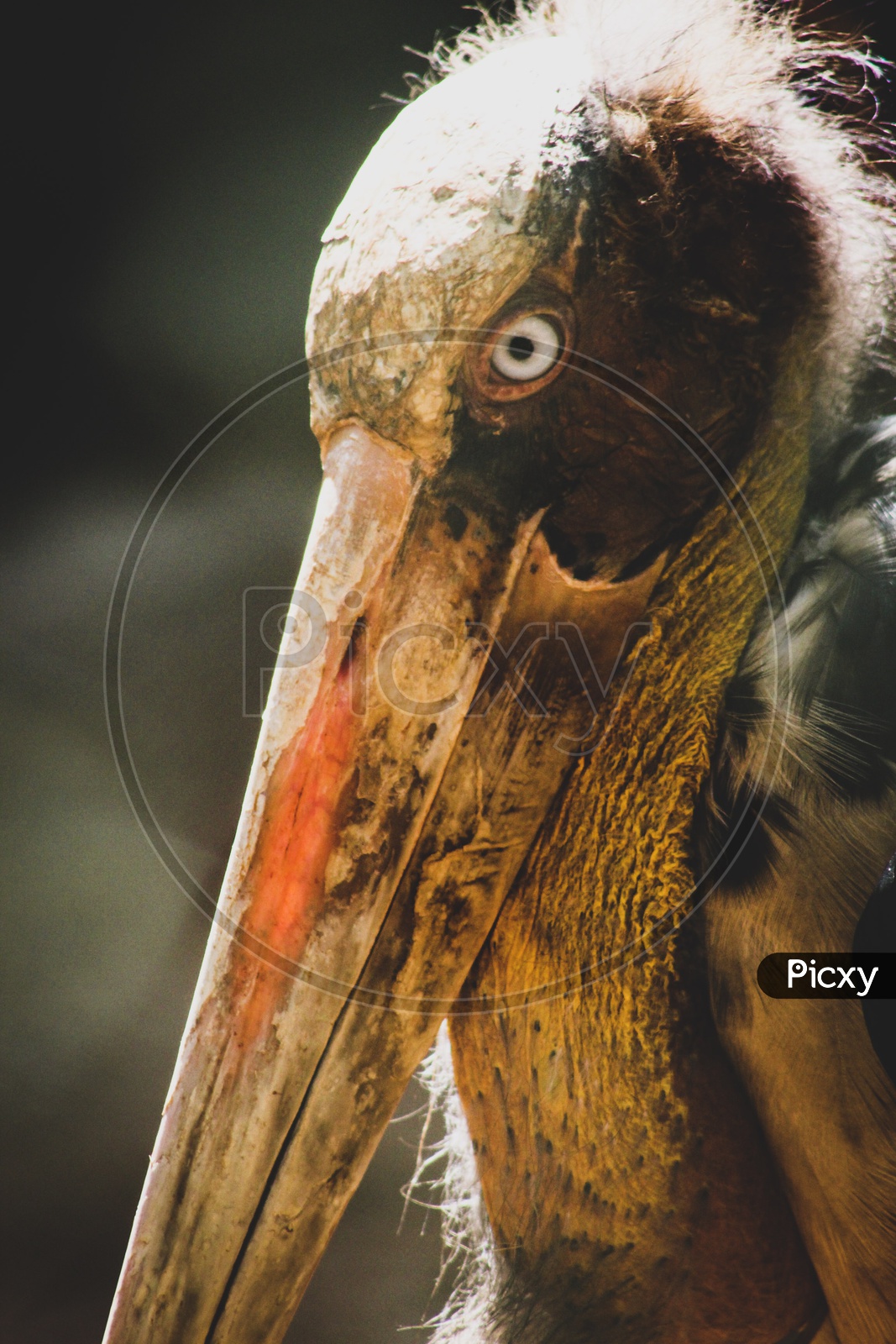 Bird With Big Beak Closeup With Eye