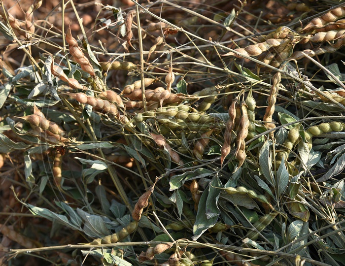 Freshly Growing Pigeon Pea Crop In an Agricultural Farm