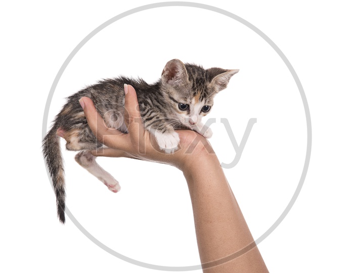 Cat Holding In a Hand Closeup  on an Isolated White Background