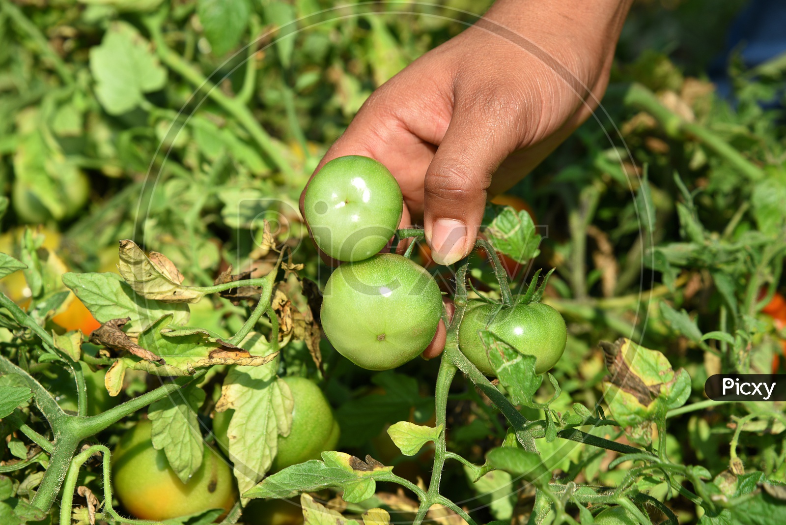 A Young Indian Woman Picking   Hands Closeup of  Organic Tomatoes From an Agricultural Farm
