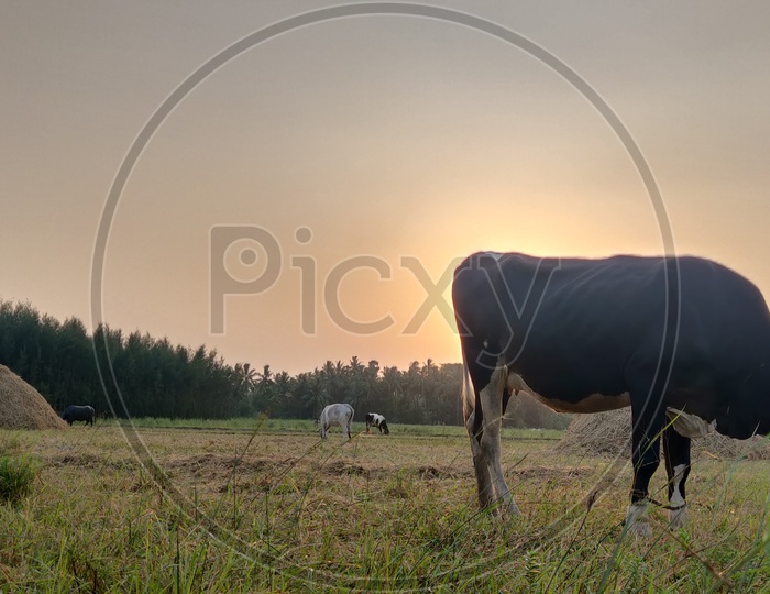 Jersey breed Cow in eating grass in sunset .
