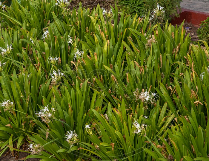 Crinum Americanum  or Swamp Lilly  Flowers