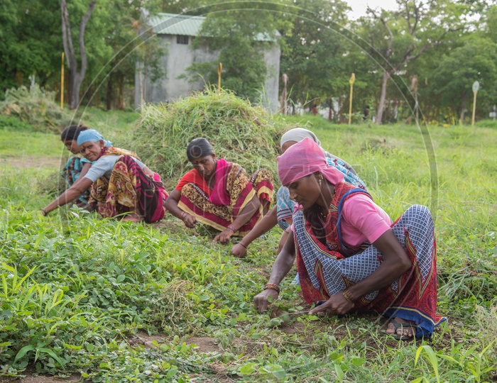 Woman Workers Working In a Garden Or Gardening or Workers In a Park