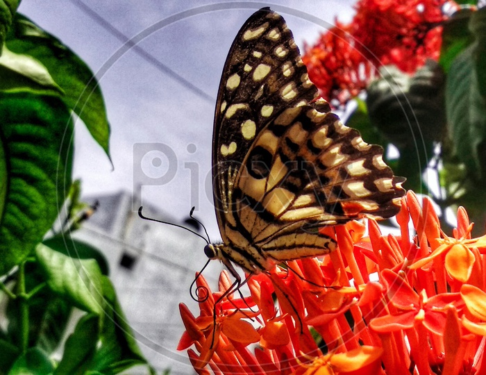 A butterfly on flowers plucking honey 😋