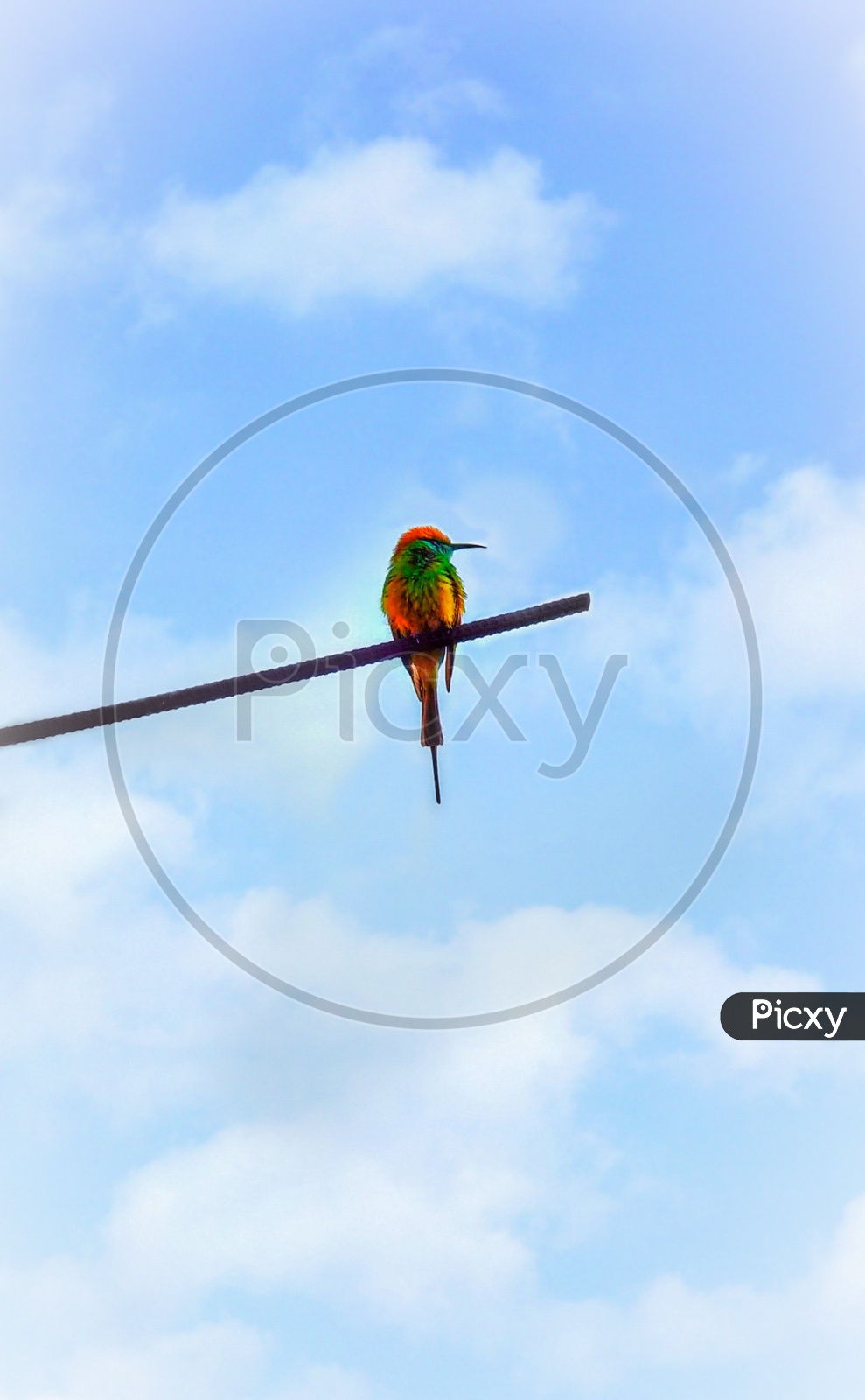 The yellow bee eater sitting on the edge of rode