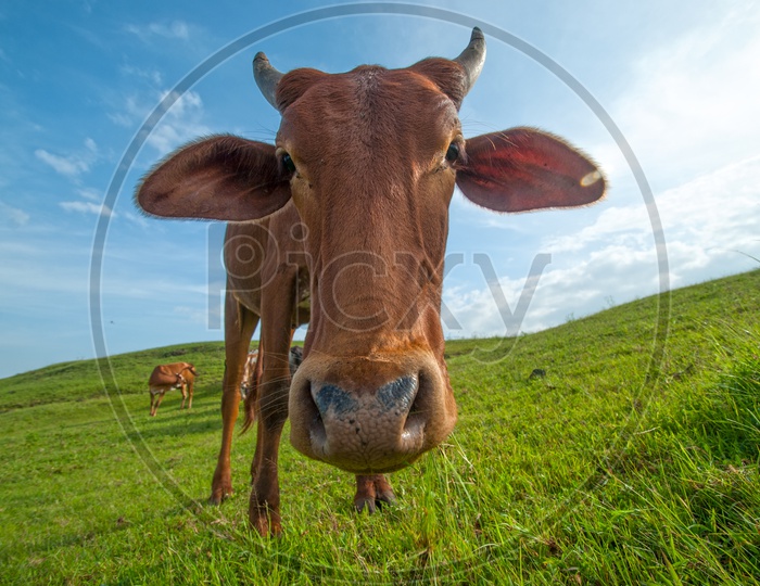 Cows grazing on lush grass fields Or Green Terrains