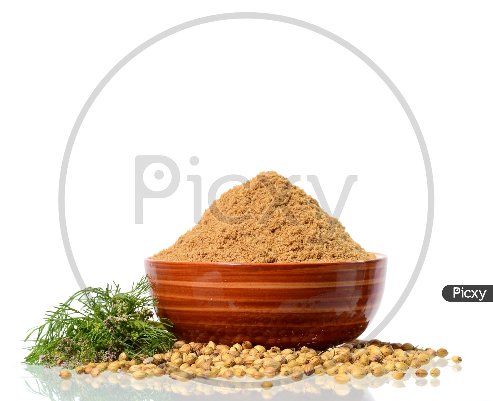 Coriander seeds, Fresh Coriander and Powdered coriander isolated on white background.