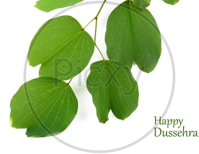 Piliostigma Racemosum Leafs On An Isolated White Background For Dussera Festival Wishes Templates