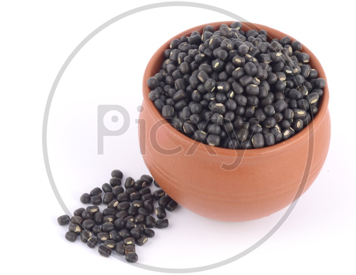 Urad dal, black gram, Vigna mungo in a Clay Pot on An Isolated  white background