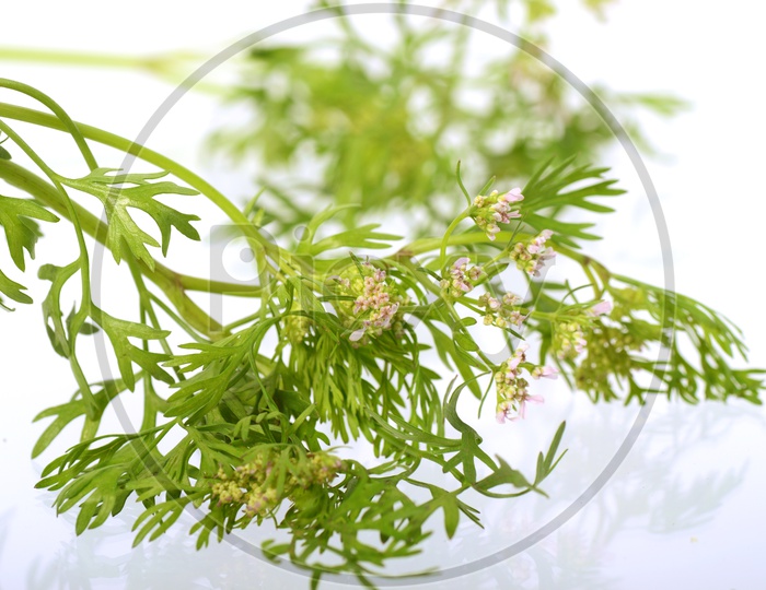 Fresh Coriander Leaves With Flowers On an Isolated White Background