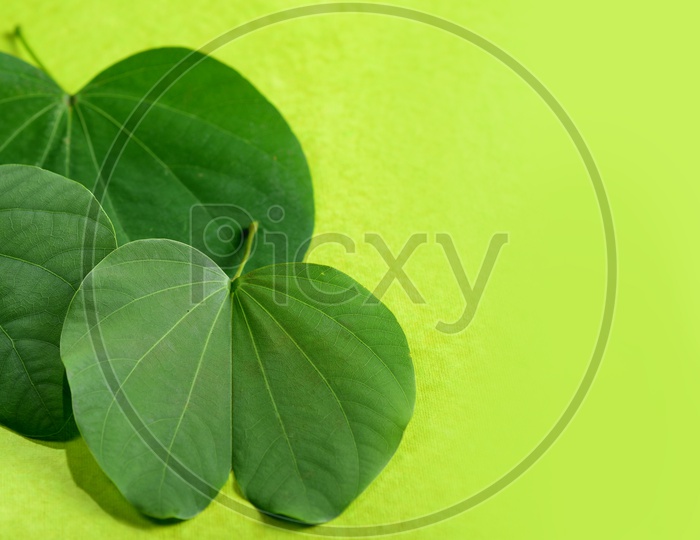 Piliostigma Racemosum Leafs On An Isolated White Background For Dussera Festival Wishes Templates