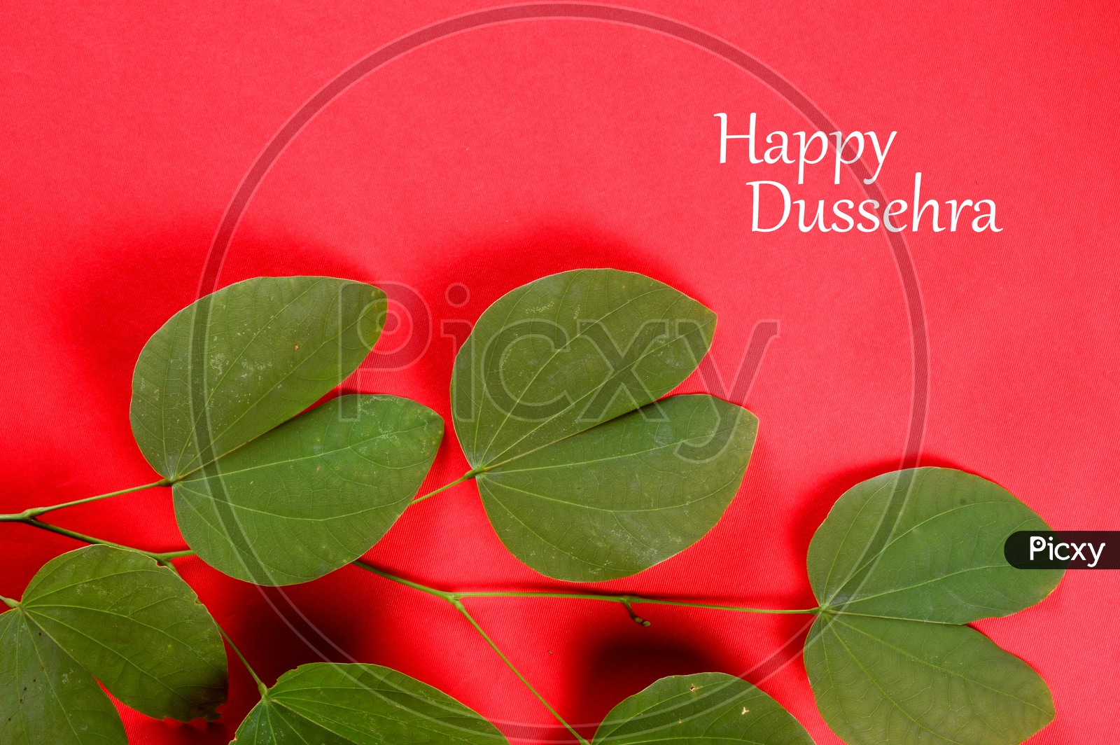 Piliostigma Racemosum Leafs On An Isolated Red Background For Dussera Festival Wishes Templates