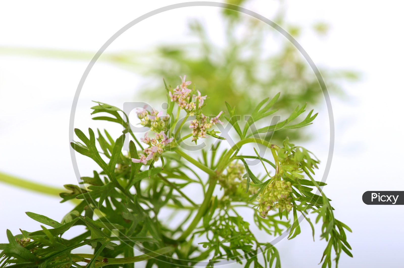 Fresh Coriander Leaves With Flowers On an Isolated White Background