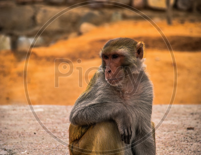 Monkey at Yadagirigutta temple