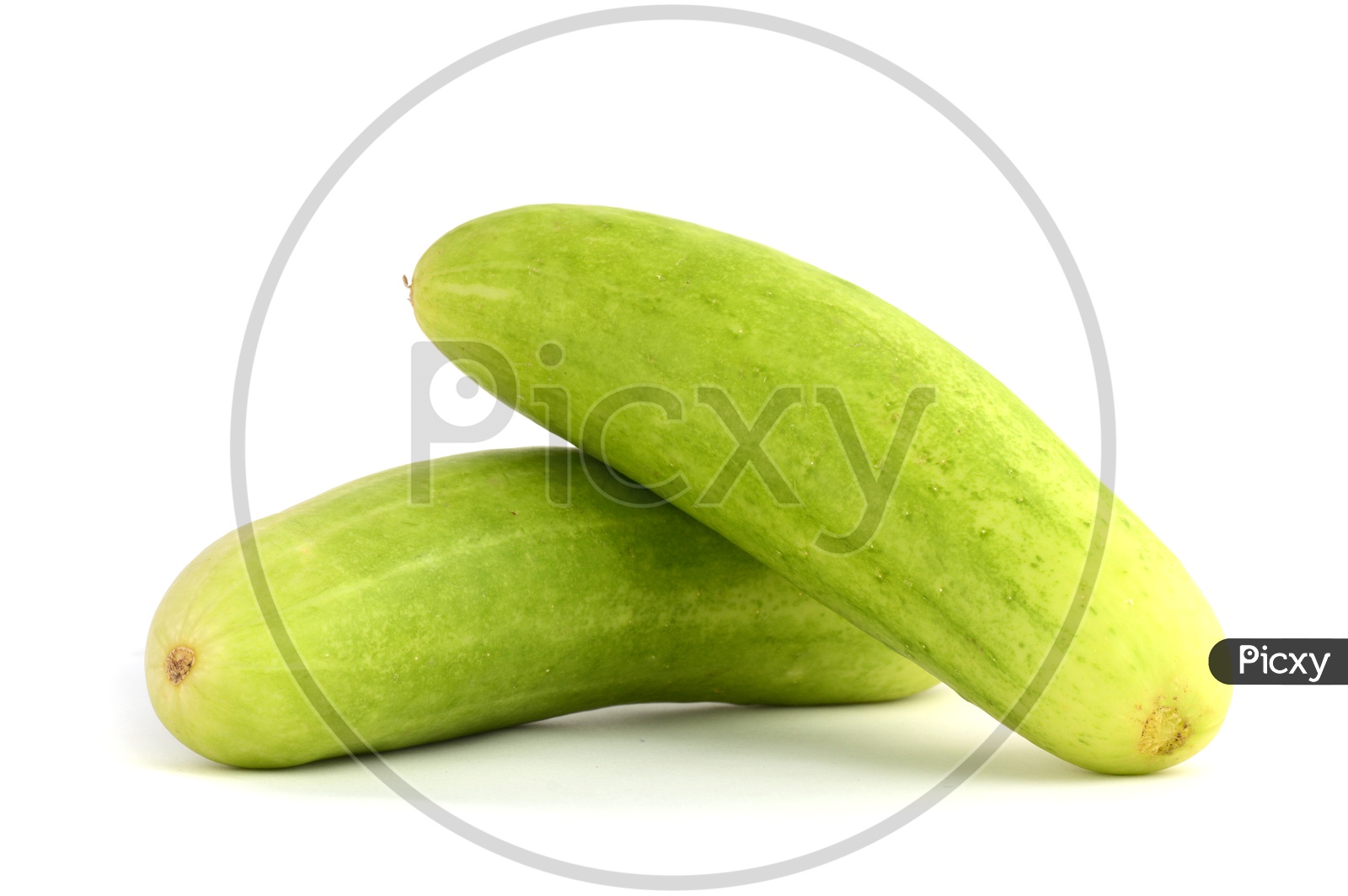 Fresh Green Cucumber Or Keera on an Isolated White Background