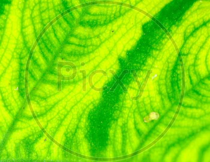 Patterns On The Fresh  Green Leaf  Filled Background